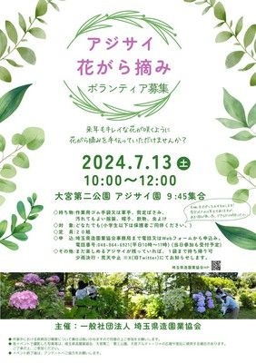 大宮第二公園　アジサイの花がら摘み