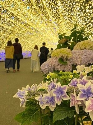 なばなの里　あじさい・花しょうぶロード