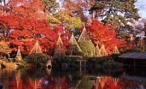 【紅葉・見ごろ】もみじ公園