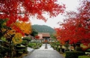 【紅葉・見ごろ】龍雲寺