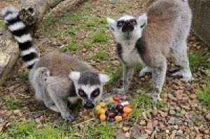 飼育員と一緒におやつをつくろう！（7月）