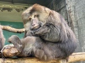 飼育員と一緒に個体をみわけよう！（バーバリーマカク）