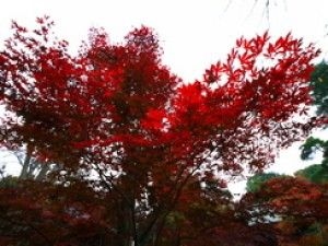 【紅葉・見ごろ】多福寺