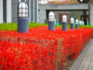 【紅葉・見ごろ】三芳町役場　緑地公園