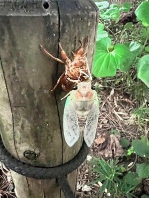 せせらぎウォーク「セミはどこから来るの？」