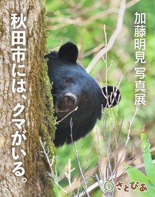 加藤明見写真展「秋田市には、クマがいる」