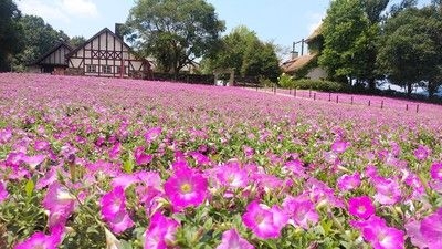 【花・見ごろ】おかやまフォレストパーク ドイツの森 カーペットペチュニア