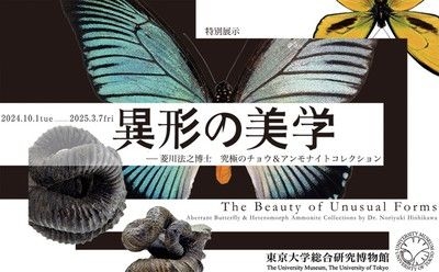 「異形の美学 − 菱川法之博士 究極のチョウ＆アンモナイトコレクション」展