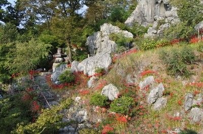 【花・見ごろ】金生山明星輪寺　秋海棠　芙蓉　彼岸花　秋明菊