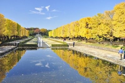 国営昭和記念公園の紅葉