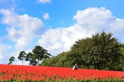 とっとり花回廊 オータムフェスティバル