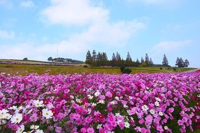 淡路花祭2024秋