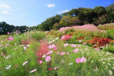 秋の里山ガーデンフェスタ