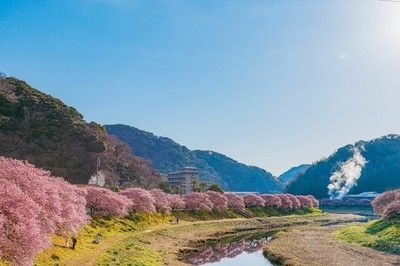 第27回　みなみの桜と菜の花まつり