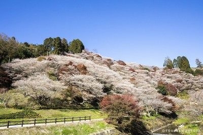 小原四季桜まつり