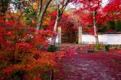 浄住寺の紅葉