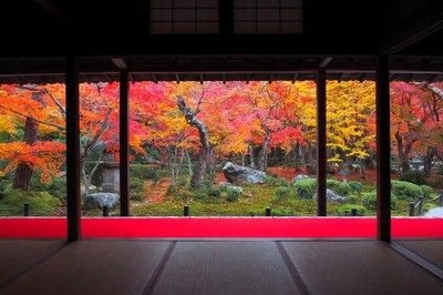 【紅葉・見ごろ】圓光寺