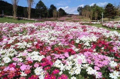 公園ボランティアとゆく　フラワーガイドツアー