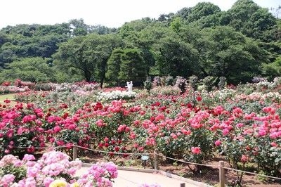 生田緑地ばら苑 秋の開苑