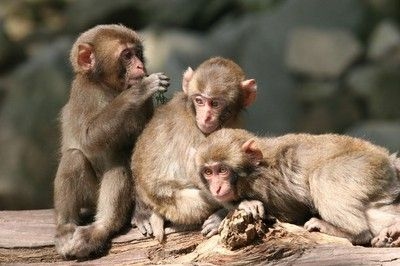 高崎山自然動物園「無料の日」