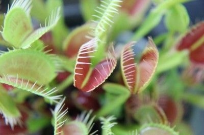 食虫植物の寄せ植え