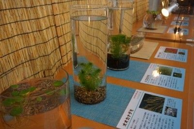 いづものみずくさ展2024 －水辺の多様な花々－