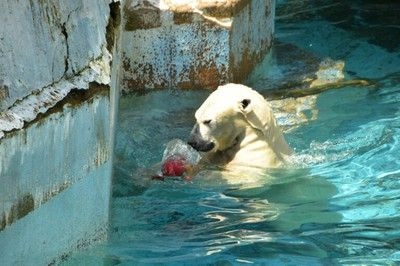 ホッキョクグマに氷柱プレゼント