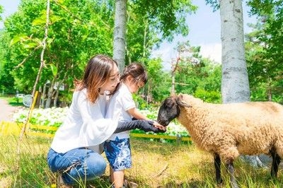 ルスツリゾート ひつじのふれあい