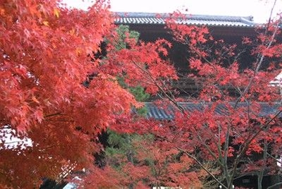 浄土宗大本山 くろ谷 金戒光明寺の紅葉