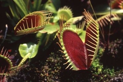 虫を食べる植物展2024