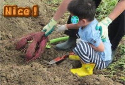 びわ湖こどもの国「芋掘り体験」