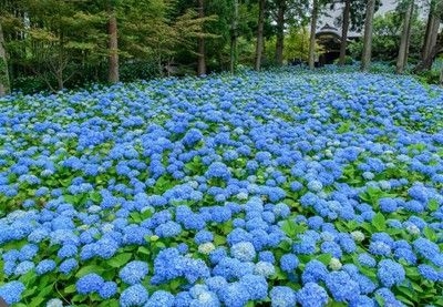 雲昌寺のあじさい