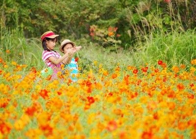 キバナコスモスまつり