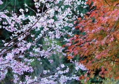 城峯公園の紅葉