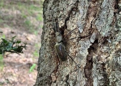 大人の夏休み自由研究！手ぶらで本気の昆虫採集＆標本づくり体験