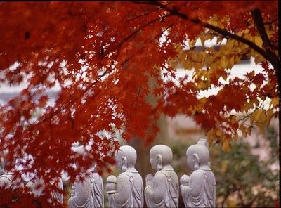 【紅葉・見ごろ】徳蔵寺