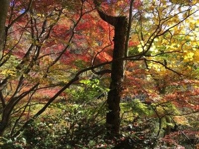 【紅葉・見ごろ】男体山・湯沢峡