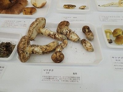 野生きのこ展