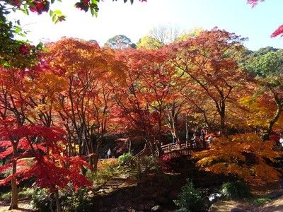 熱海梅園もみじまつり