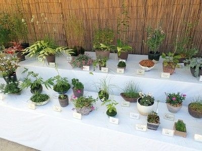 秋の山野草展