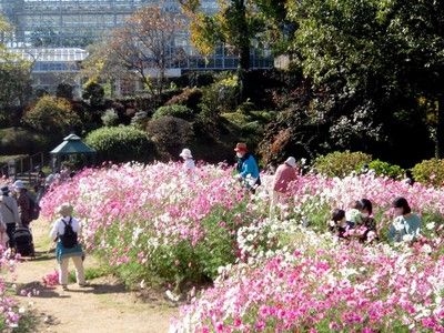 コスモスのお花摘み