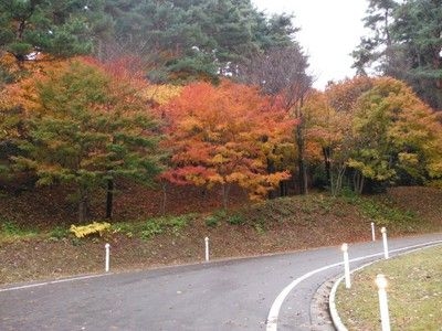 【紅葉・見ごろ】眺海の森