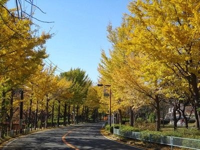 【紅葉・見ごろ】保土ケ谷公園 銀杏坂