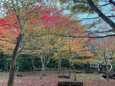 紅葉の踊子歩道ハイキング