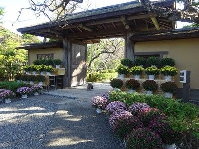 ざる菊の展示