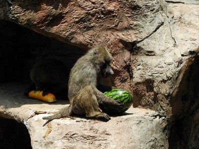 大暑にちなんで動物へ暑中お見舞い