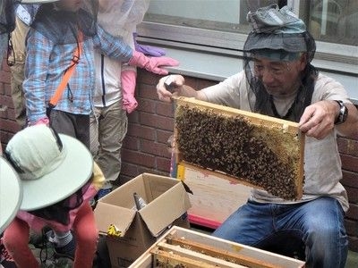 ミツバチ内検体験会！