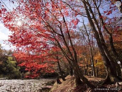 【紅葉・見ごろ】タカドヤ湿地