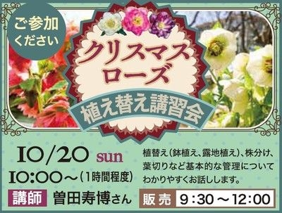 クリスマスローズ　植え替え講習会