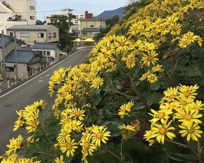 寺泊つわぶき祭